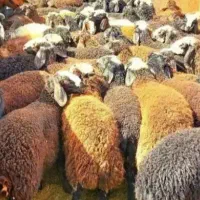 گوسفند زنده جهت قربانی وعقیقه وخونی
