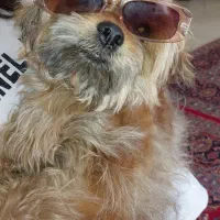 واگذاری سگ شیدزو (نر)