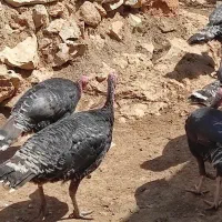چند عدد بوقلمون ماده نر ها فروشی نیستن