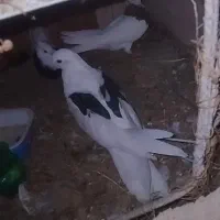 کبوتر طوقی و پشت دار جمع چهارتا قیمت ۱۷۰۰ مفت