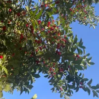 فروش نهال زیتون الک ترکیه ( وارداتی )|خدمات باغبانی و درختکاری|کرمانشاه, |دیوار