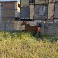 مادیان اصیل کرد|اسب و تجهیزات اسب‌سواری|سنندج, |دیوار