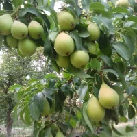 تولید و فروش انواع نهال اصلاح شده|خدمات باغبانی و درختکاری|شهریار, شهریار|دیوار