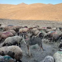 سگ گم شده|سگ|بهار, |دیوار