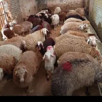 فروش گوسفند زنده بهداشتی از بهترین نژادها|حیوانات مزرعه|مشهد, گلبرگ شمالی|دیوار