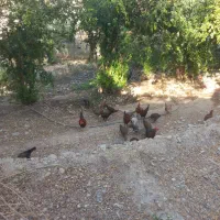 مرغ و جوجه