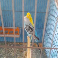 مرغ عشق مولد ب شرط