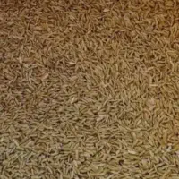 بذر چلتوک برنج عنبربو سیکان