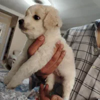 پودل|سگ|کرج, حیدرآباد|دیوار