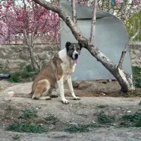 ماده سراب عراقی|سگ|هشتگرد, سعید آباد|دیوار