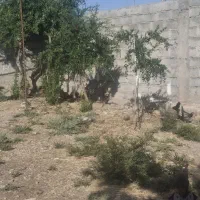مرغ|حیوانات مزرعه|مرودشت, ثبت احوال|دیوار