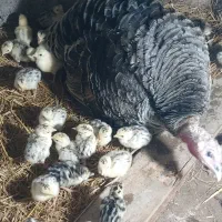 جوجه بوقلمون