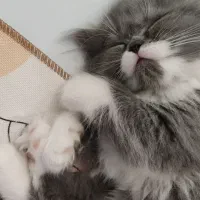 فروش|گربه|ساری, |دیوار