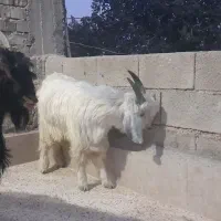 کهر نر برا تخمی|حیوانات مزرعه|مرودشت, تامین اجتماعی|دیوار