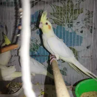 طوطی هلندی لوتینو