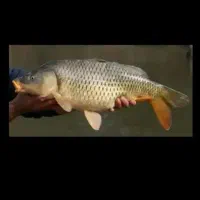 ماهی کپور ۱.۵ به بالا فقط عمده