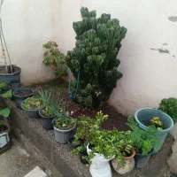 معاوضه با پرنده|گل و گیاه طبیعی|بره‌سر, |دیوار