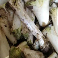 کنگر پاک شده