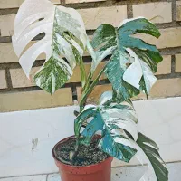 گل و گیاه|گل و گیاه طبیعی|سبزوار, قصبه اب یمین|دیوار
