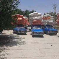 فروش کاه سفید خوشه درجه یک به شرط