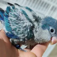 جوجه طوطی راهب سرلاکی