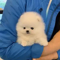 خاص و حرفه ای سایز ریز خرسی|سگ|رشت, منظریه|دیوار