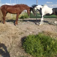 یک جفت نریان زیبا
