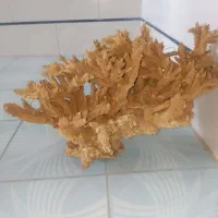 مرجان دریایی طبیعی دکوری سایز بزرگ