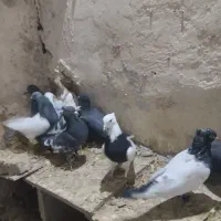 کبوتر|پرنده|تربتحیدریه, طالقانی|دیوار