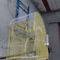 قفسه پرنده
