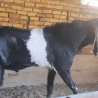 بزغاله پاکستانی اصل|حیوانات مزرعه|شهرضا, |دیوار