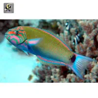 ABSHORماهی دلقک  آب شور|ماهی|تهران, جوادیه تهرانپارس|دیوار