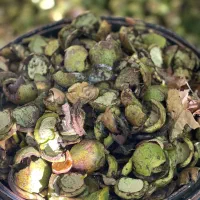 پوست گردو سبز