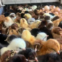 جوجه محلی به قیمت کارخانه
