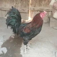 خروس‌محلی