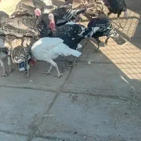 فروش بوقلمون