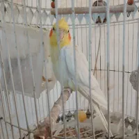 عروس هلندی صحبتی و یک جفت مولد