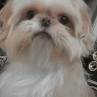 سگ شیتزو سوپرفلت حمایتی واگذاری