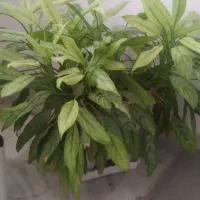 گل آپارتمانی