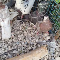 کبوتر پرشی|پرنده|خورموج, |دیوار