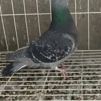 پلاکی چین وتایوان