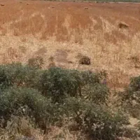 زمین کشاورزی قرچک ورامین چسبیده به شهرک صنعتی قرچک