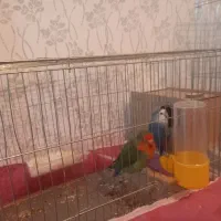 طوطی برزیلی|پرنده|کوهدشت, |دیوار