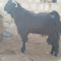 بز نر (ساورین)|حیوانات مزرعه|گیلان غرب, |دیوار