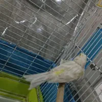 قناری ماده سیلور جفتی سهره