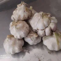 سیر