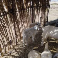 کهره فروشی|حیوانات مزرعه|ارزوئیه, |دیوار