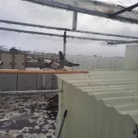 کبوتر|حیوانات|الیگودرز, |دیوار