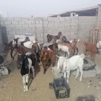 بز فروشی|حیوانات مزرعه|خرمشهر, |دیوار