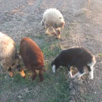 نر بره